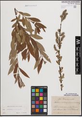 Foto von Salix L.